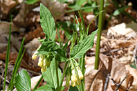 Symphytum tuberosum